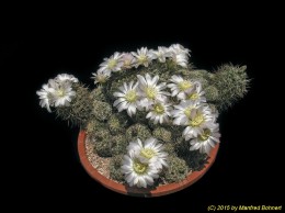 Gymnocalycium bruchii 346